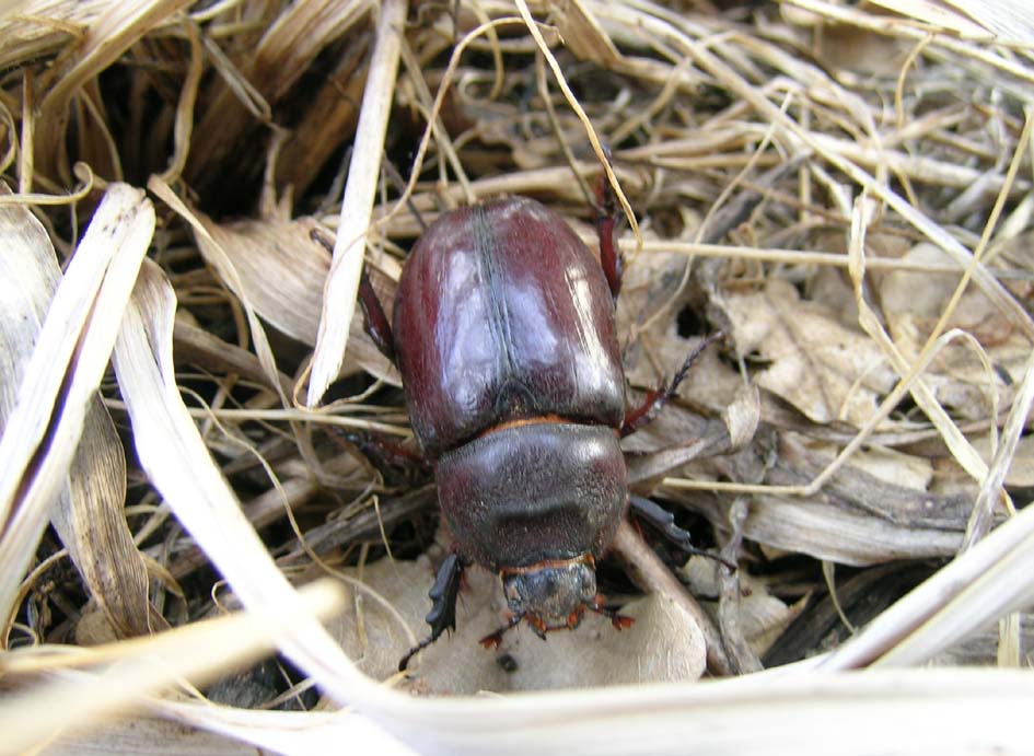 Oryctes nasicornis